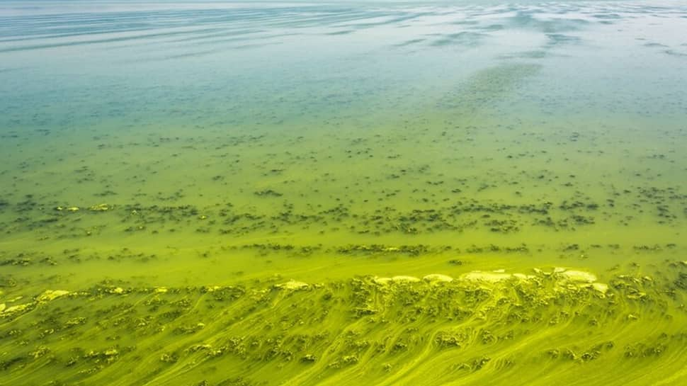 How Desertification On Land Is Helping Ocean Algae To Bloom, Scientists Find Proof | Science & Environment News