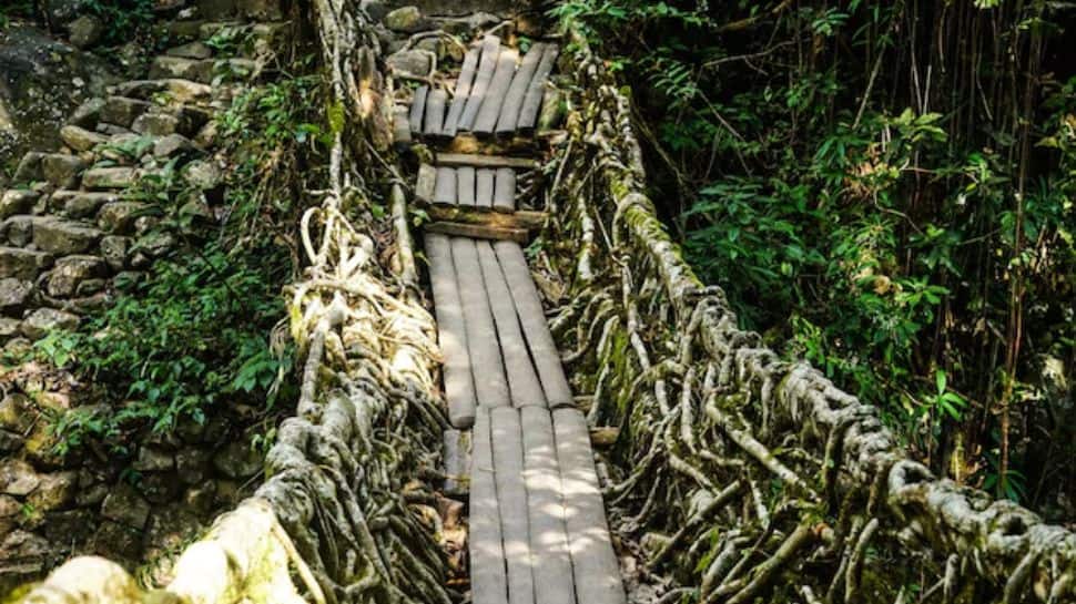 Living Root Bridges, Meghalaya