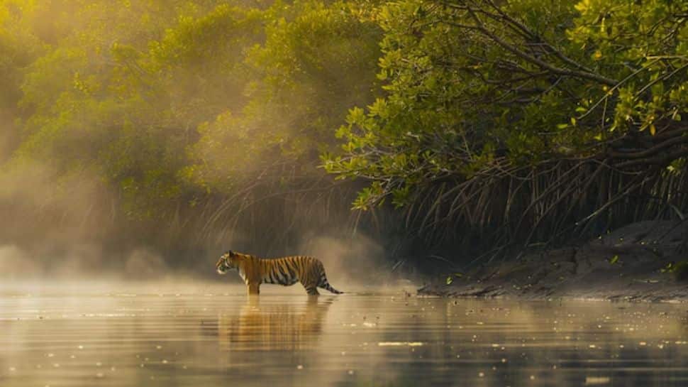 Sundarbans Mangrove Forest, West Bengal