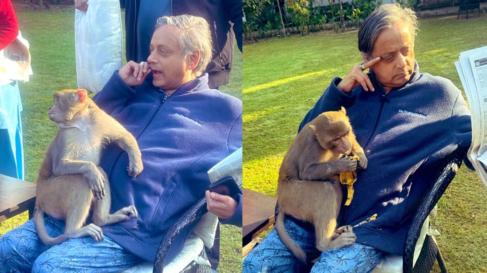 Monkey Jumps Into Shashi Tharoors Lap; Check What Happened Next