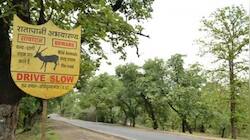 MP's 8th & India's Newest Tiger Reserve: All About Ratapani Forest | In Pics