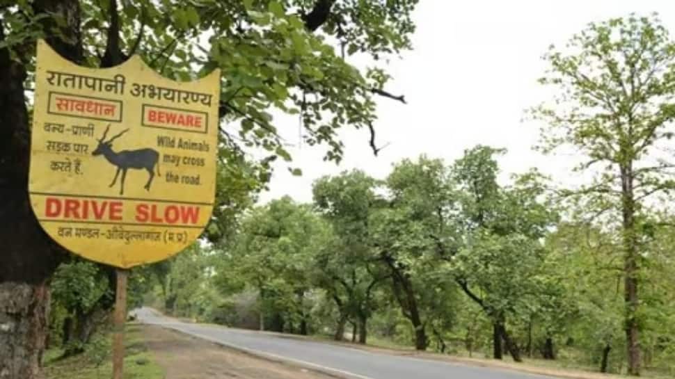 MP's 8th And India's Newest Tiger Reserve: Ratapani Is Just 15 Kms From ...