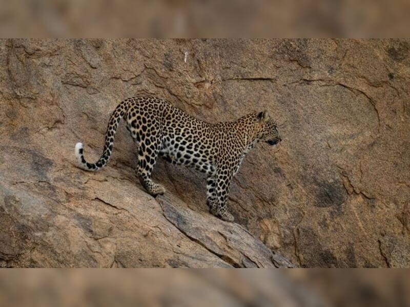 Top 7 Spots In India To See Leopards | News | Zee News