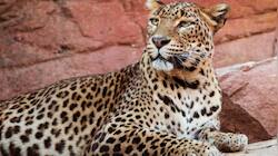 Top 7 Spots In India To See Leopards