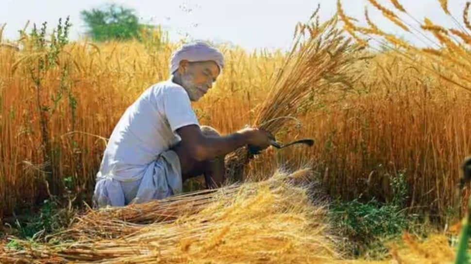 Total Area Sown Under Rabi Crops Surges Past 493.6 Lakh Hectares