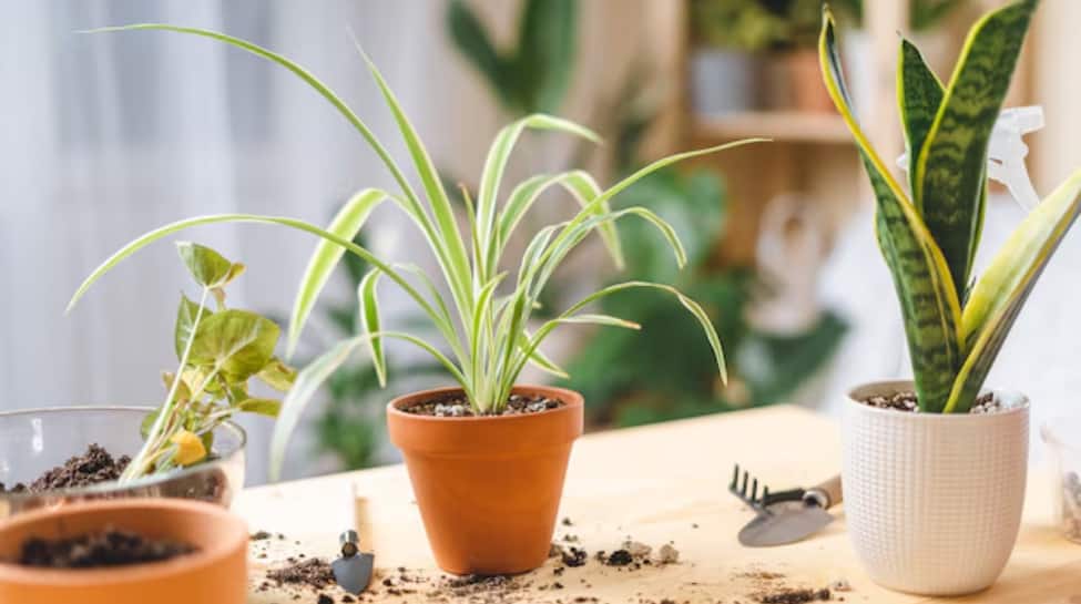 Winter Gardening Made Easy: Tips To Keep Your Plants Alive And Thriving ...