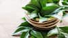 How To Easily Grow Curry Leaves In Your Balcony Or Kitchen Garden?