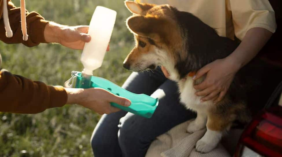 How Often Should Pets Be Given Anti-Rabies Shots And Dewormed? A Guide For Responsible Pet Owners