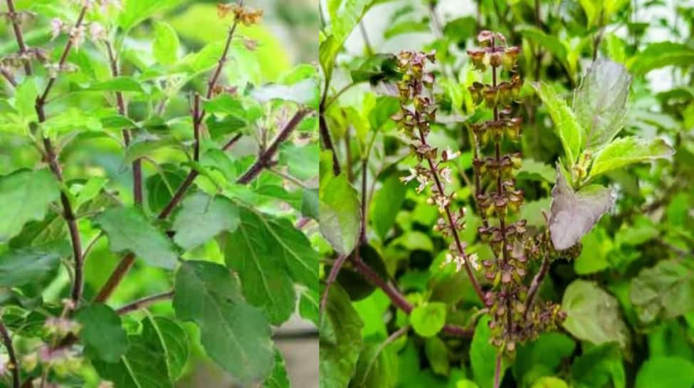 Tulsi Pujan Diwas 2024: Date, History, Rituals, Spiritual Importance, And Health Benefits