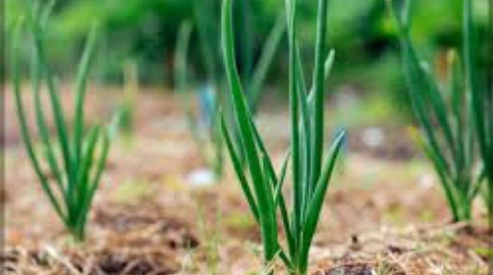 How To Grow Spring Onions In Your Balcony Or Kitchen Garden Easily ...