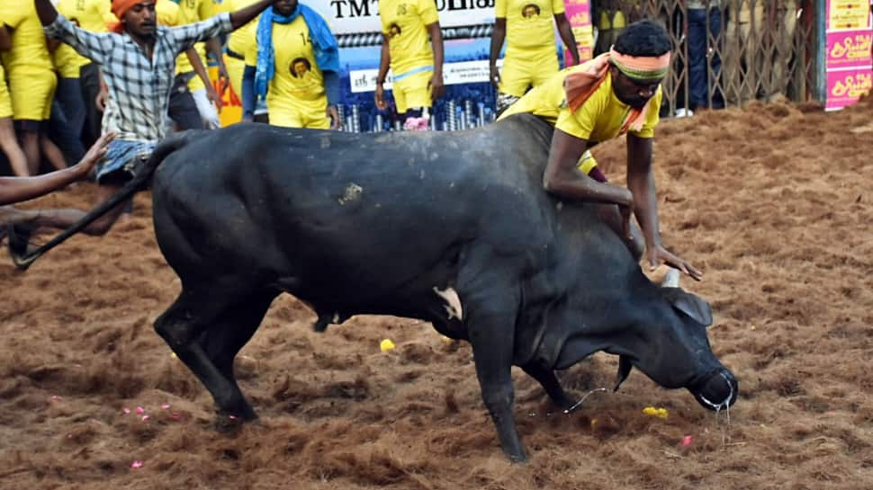 Jallikattu 2025: Date, Venue, History, Significance And Prize Money Of Bullfight- Know Everything About Bull-Taming Sport In Madurai