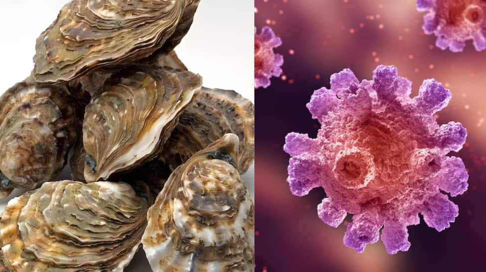 Expert Discovery: Oyster Blood Protein Could Revolutionize Fight Against Antibiotic-Resistant Superbugs