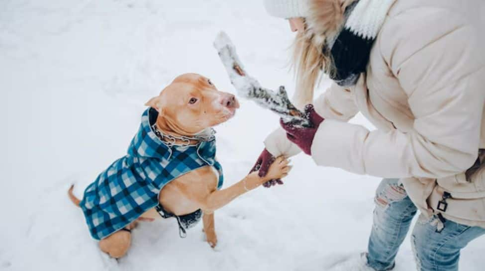 How To Take Care Of Your Pet’s Wellness In Winters?