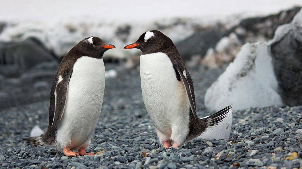 Penguin Love Life Exposed: They Can Date, Marry And Divorce Like Humans Penguin Love Life Exposed: They Can Date, Marry And Divorce Like Humans