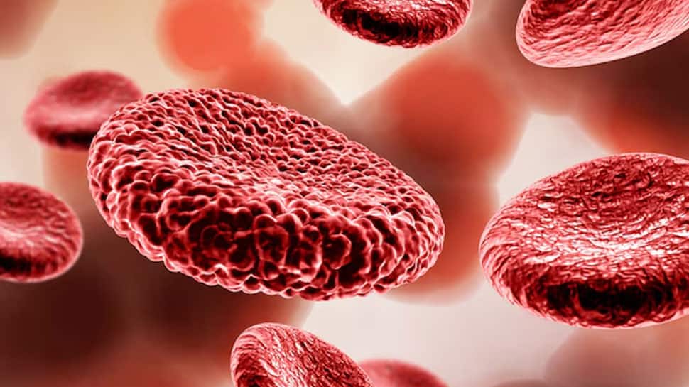 Supports Blood Formation