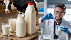 97% Milk Samples Found Adulterated In Rajasthan: Ways To Test Purity At Home