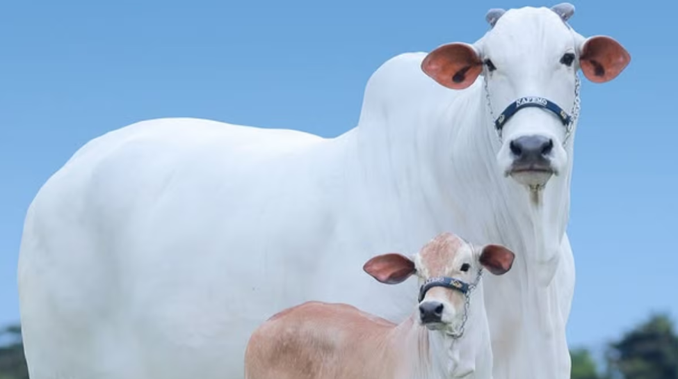 Rising Demand for Elite Breeds