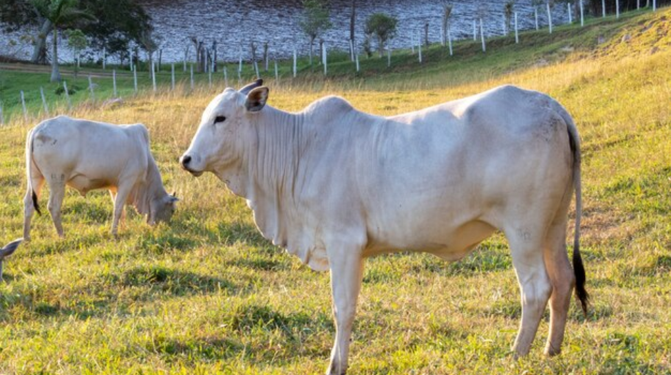Origin of the Breed
