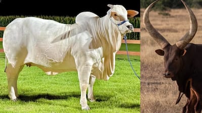 World's Most Expensive Cow