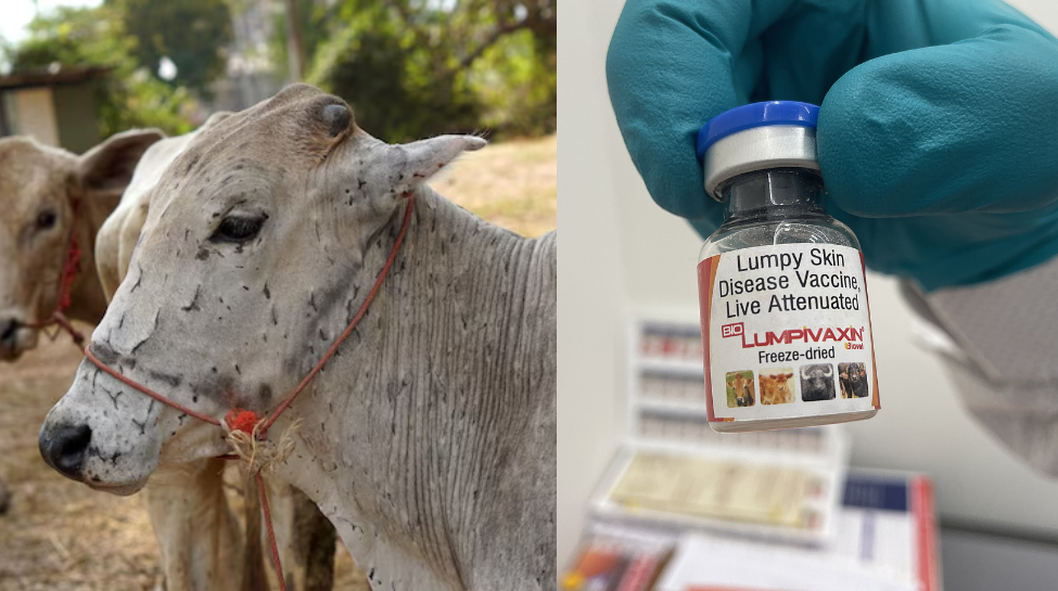 Lumpyvac India’s First Lumpy Skin Disease (LSD) Vaccine For Dairy Cattle And ...