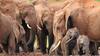 Rajaji National Park: 