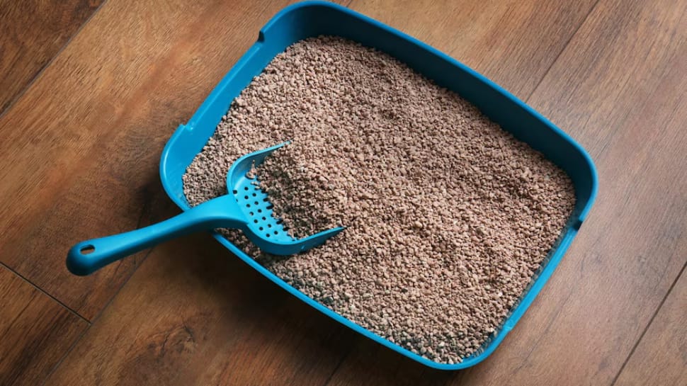 Decoding Cat Litter: A Comprehensive Buyer's Guide