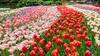 Keukenhof Gardens, Netherlands 