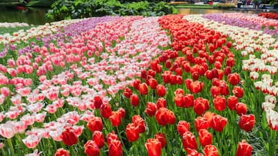 Keukenhof Gardens, Netherlands 