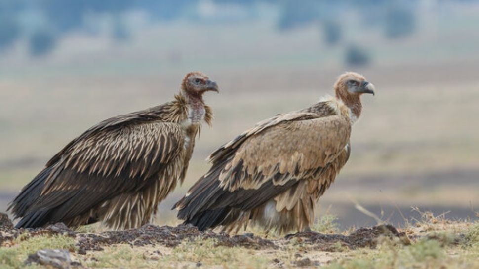 Himalayan Griffon Vulture