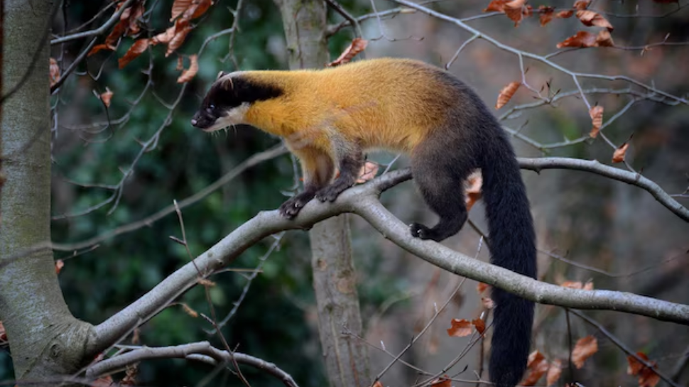 Yellow-Throated Marten