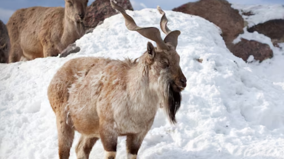Himalayan Serow