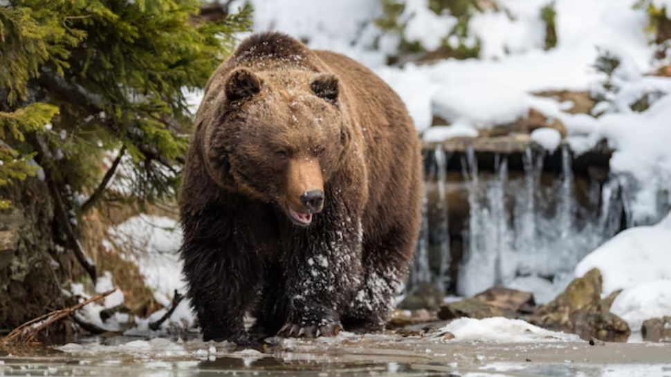 Himalayan Black Bear