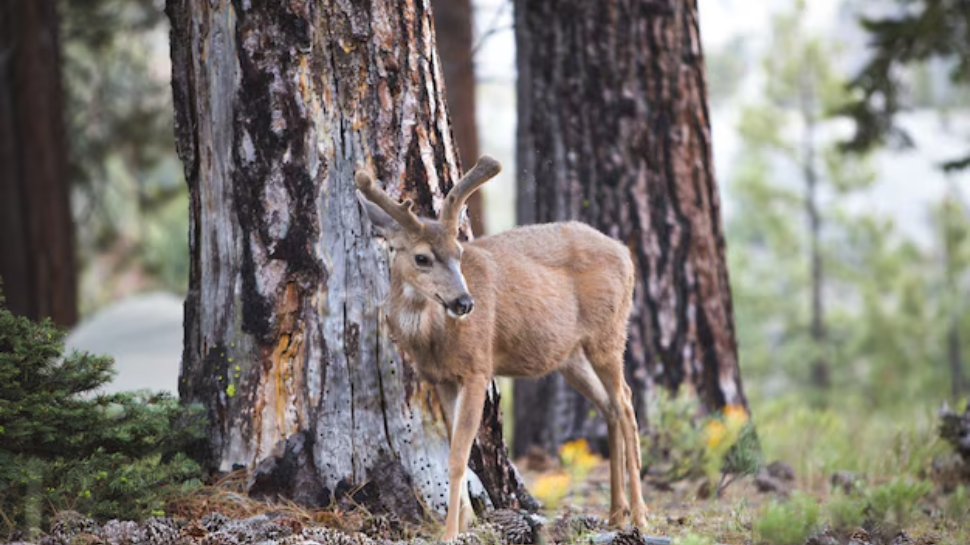 Himalayan Musk Deer