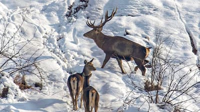 Hangul (Kashmir Stag) 