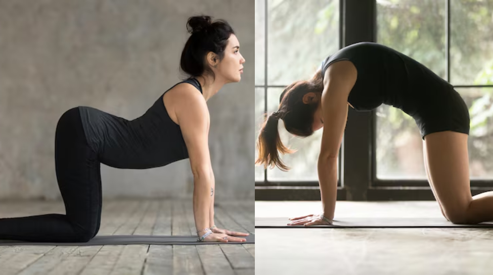 Cat-Cow Pose (Marjaryasana-Bitilasana)