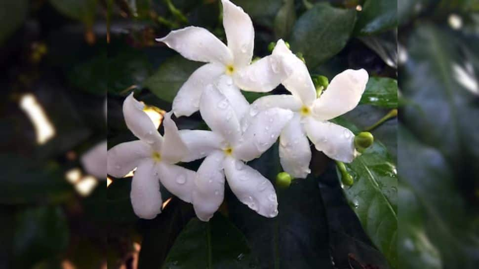 How To Use Harshringar Flower (Night Jasmine) For Hair Growth And Stronger Hair