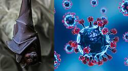 New Covid Variant To Hit Again? Bat Coronavirus Mutation Discovered In China