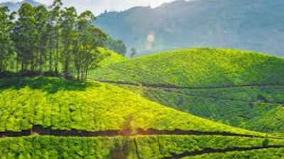 Munnar: 