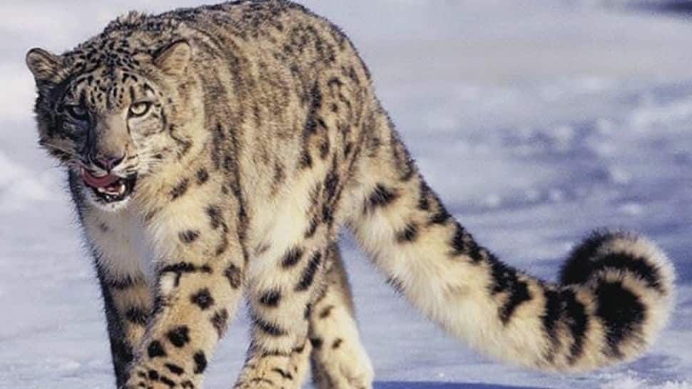9. Hemis National Park, Ladakh
