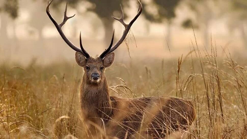 8. Kanha National Park, Madhya Pradesh