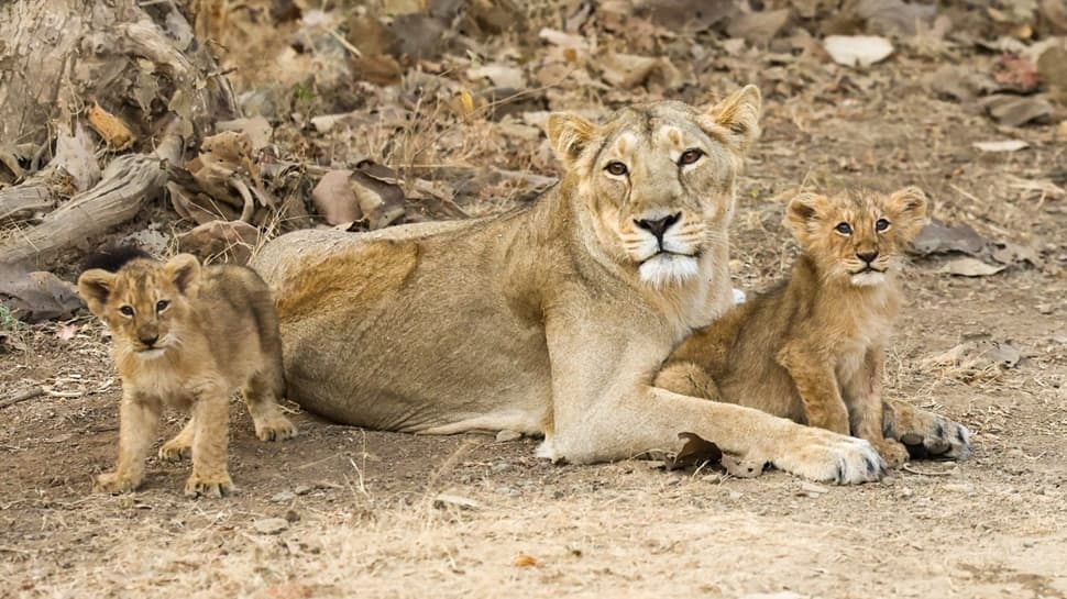 7. Gir National Park, Gujarat