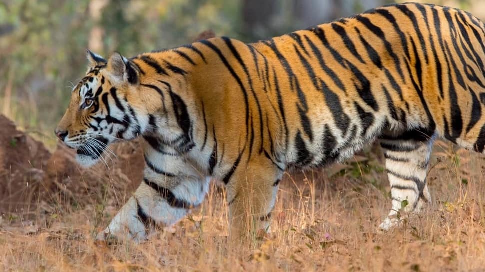 5. Bandhavgarh National Park, Madhya Pradesh