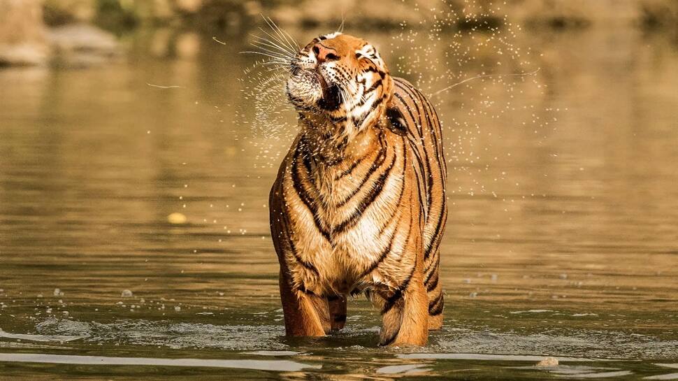 1. Jim Corbett National Park, Uttarakhand