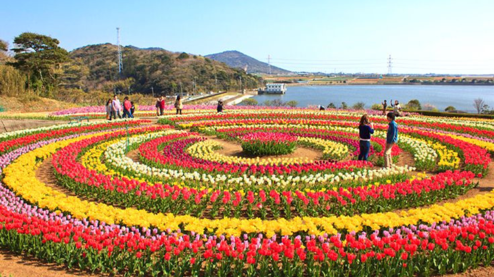Tulip Garden, Srinagar