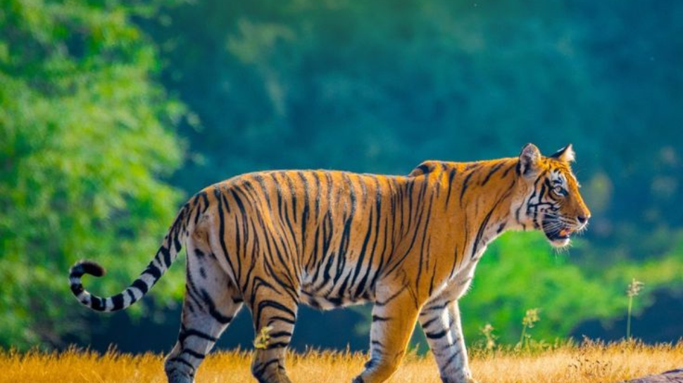 Ranthambore National Park, Rajasthan