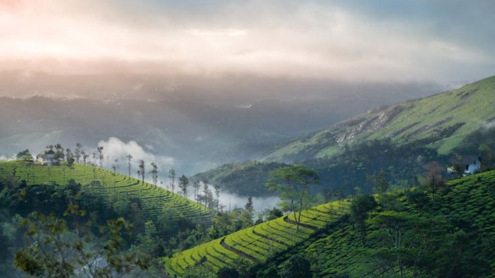 Munnar, Kerala