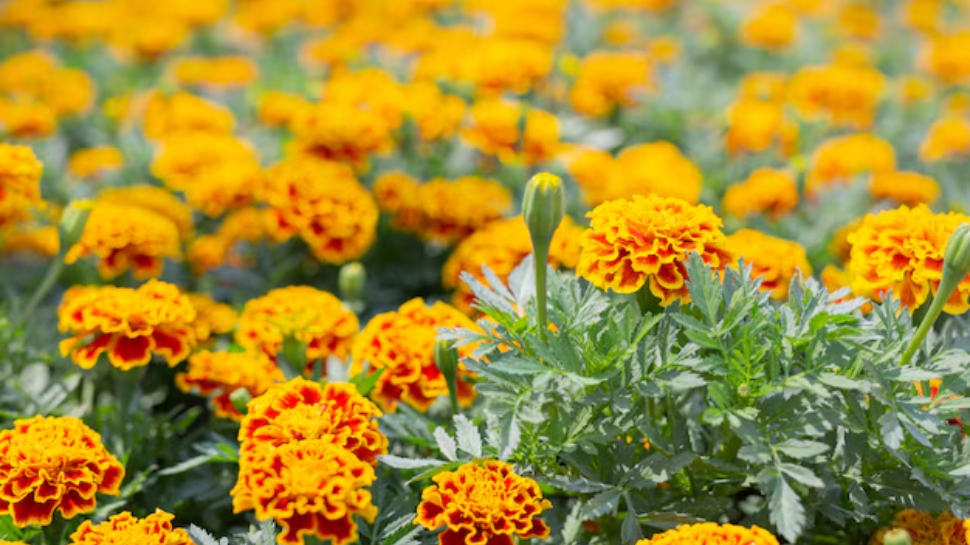 Marigolds