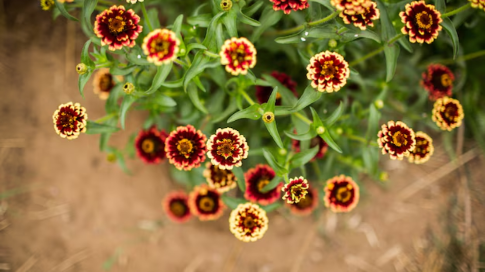 Zinnias