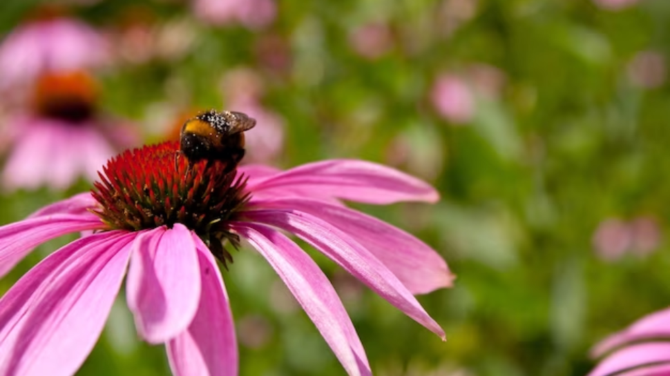 Coneflowers