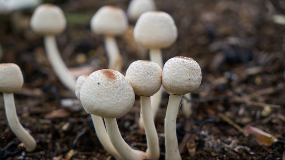 Discover The Top Health Benefits Of Mushrooms For Boosting Immunity And Overall Wellness Discover The Top Health Benefits Of Mushrooms For Boosting Immunity And Overall Wellness